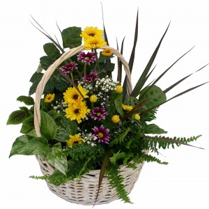 House Plants W/Fresh cut Flowers House Plant Planter