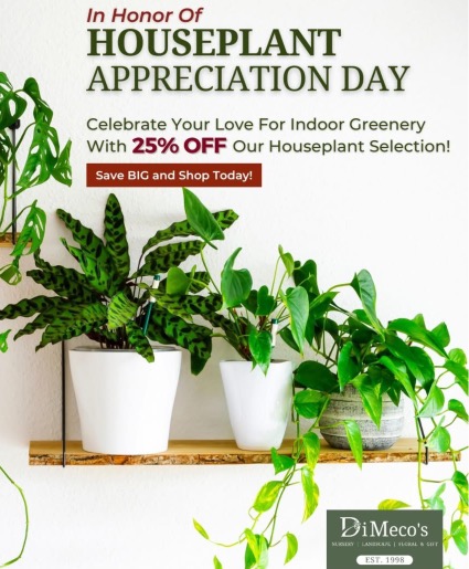 Houseplant Appreciation Day 