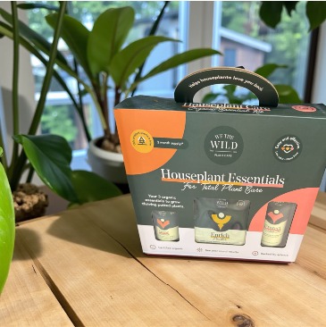 Houseplant Essentials   in Southbury, CT | SOUTHBURY COUNTRY FLORIST