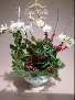 HOUSEWARMING ORCHID ARRANGEMENT LIVE PLANTS IN THE Plant & cut branches