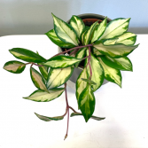 Hoya Carnosa 'Krimson Princess' ***PICK-UP ONLY***