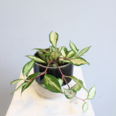 Hoya Carnosa 'Krimson Princess' *Pick-Up Only*