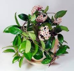 Category Image