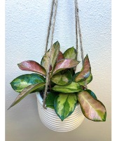 Hoya Carnosa Tricolor Hanger Plant