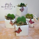 Hoya Heart Plant