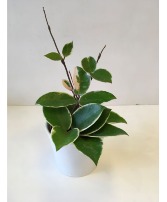 Hoya in ceramic pot Plants