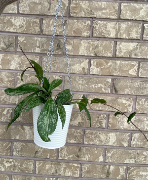 Hoya in Hanging Pot Indoor Plant
