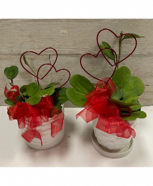 Hoya Kerri “Sweetheart” Plant