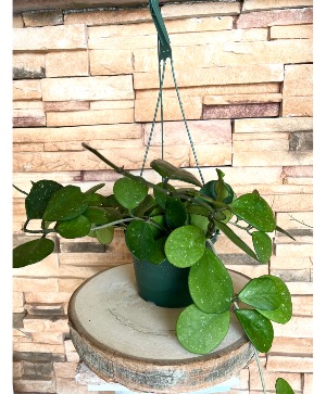 Hoya Obovata Hanging Plant