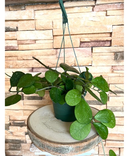 Hoya Obovata Hanging Plant