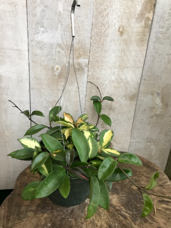 Hoya Carnossa Plant