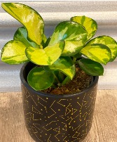 Hoya Tri-color Plants