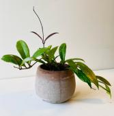 Hoya Variety (30% off) Plant