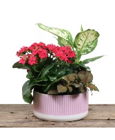 Hugo's Carden Planter Tropical Planter