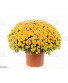 Huge Fall Mums! 