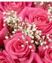 Hurrah- pink roses