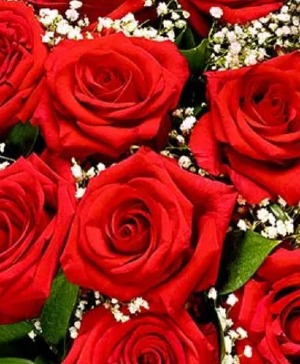 Hurrah- red roses