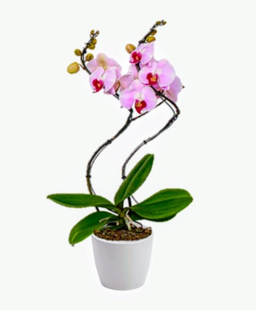 Hurricane Orchid Plant in Chatham, NJ | SUNNYWOODS FLORIST