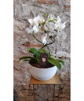 Hurricane Orchid  Planter 