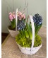 Hyacinth Basket  Bulb Plant 