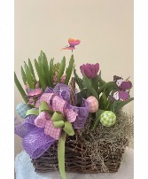 Hyacinth Basket Potted Bulb Plants