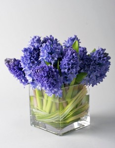 Hyacinth Blues Buster Vased Arrangement, Compact