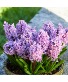Hyacinth Bulb Garden 