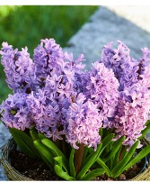 Hyacinth Bulb Garden 