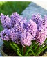 Hyacinth Bulb Garden 