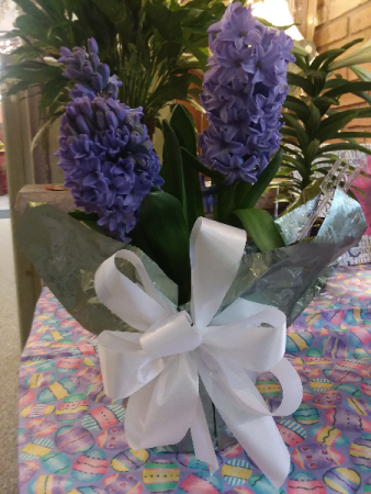Hyacinth Bulb Plant Blooming Plant