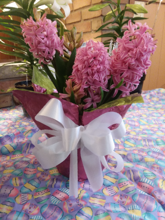 Hyacinth Bulb Plant Blooming Plant