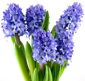 Hyacinth Bulbs Blooming Plant