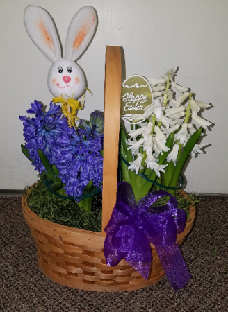 Hyacinth Garden   (Local delivery or pick up only) Bulb basket 