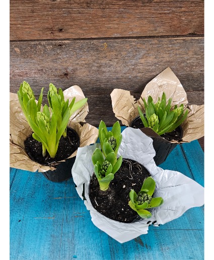 Hyacinth Garden Plant