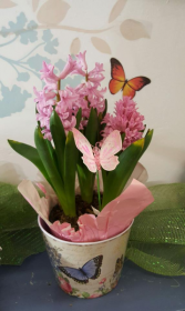 Hyacinth Plant