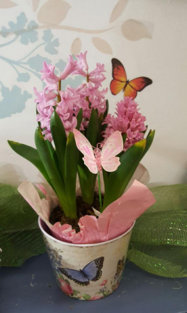Hyacinth Plant