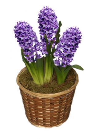 Hyacinth Plant 