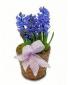 Hyacinth Plant 