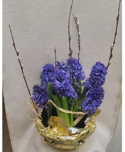 Hyacinth  Plant