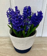 Hyacinth Plant 