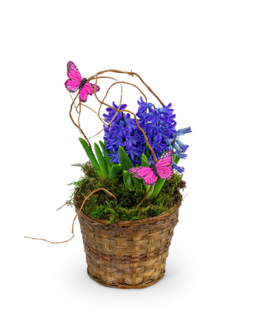 Hyacinth Plant in Basket Plant in Nevada, IA | Flower Bed Hyacinth Plant in Basket Plant in Nevada, IA | Flower Bed