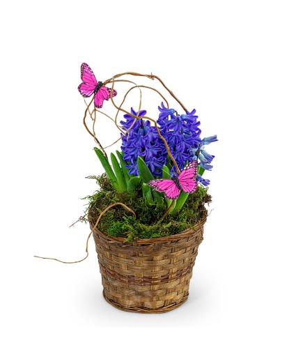 Hyacinth Plant in Basket Plant