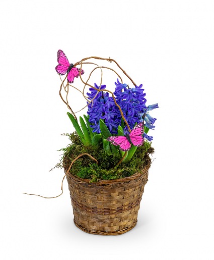 Hyacinth Plant in Basket Plants