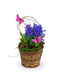 Hyacinth Plant in Basket Potted Plant