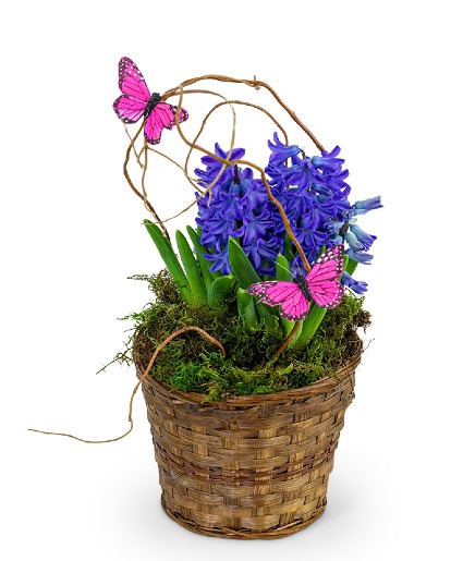 Hyacinth Plants in a Basket Flowering Plants