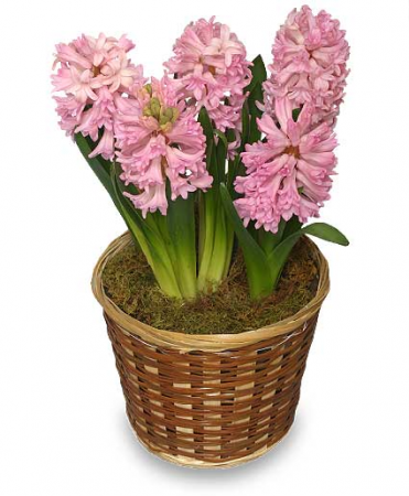 Hyacinth Potted Plant 