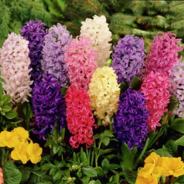 Hyacinths Blooming plant in Chatham, NJ | SUNNYWOODS FLORIST