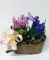 Hyacinths in Basket 