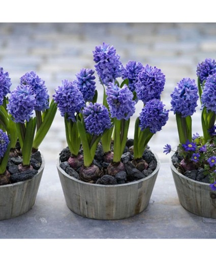 Hyacinths in Wooden Planter Plant