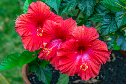 Hybiscus Plant
